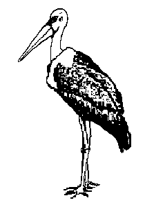 stork